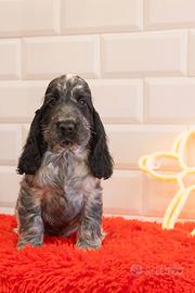 Vendita di cucciolo di cocker spaniel inglese