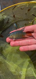 Pesce per Stagni, Laghetti, Minipond e Acquari