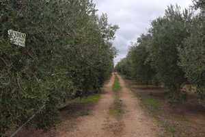 Terreno con ulivi