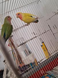 2 inseparabili