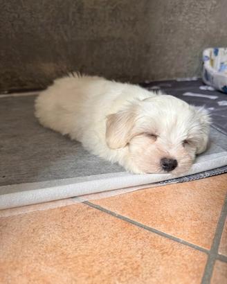 cucciolo di maltese mini toy maschio 