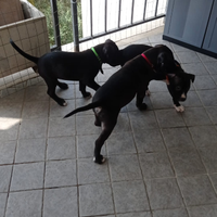 Cuccioli di Amstaff