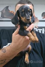 Bassotto nano tedesco