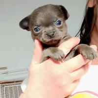 Chihuahua pedigree ENCI