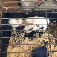 Conigli nani a blocco