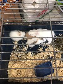 Conigli nani a blocco