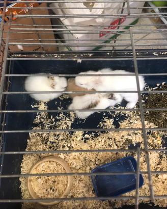 Conigli nani a blocco