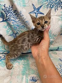 Ultima cucciola gatto Bengala