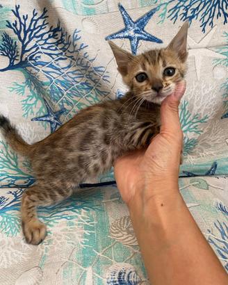 Ultima cucciola gatto Bengala