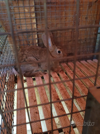 Conigli
