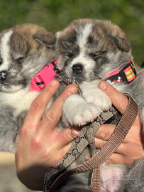 Cuccioli Akita Inu UNICI