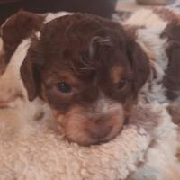 Cuccioli di lagotto romagnolo
