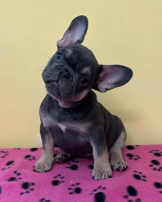 Cuccioli di bulldog francese 