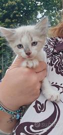 Gatto maschio