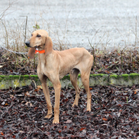 Segugio Italiano pronta caccia