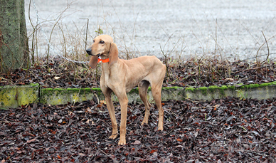 Segugio Italiano pronta caccia
