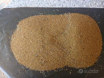 Seme di erba medica -€6