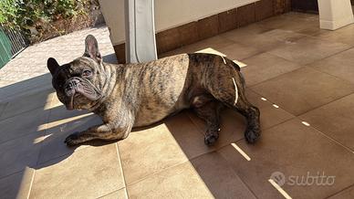 Bulldog francese per monta