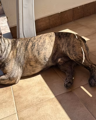 Bulldog francese per monta