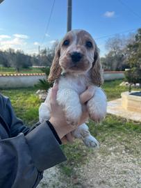 Cuccioli Cocker Spaniel colori rari