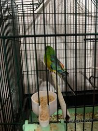 Vend 1 groppone maschio e Parrochetto bourche femm