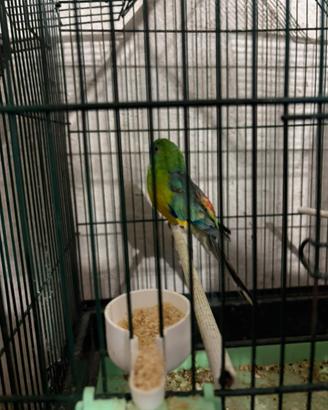 Vend 1 groppone maschio e Parrochetto bourche femm