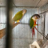 Pyrrhura molinae coppia di pappagalli