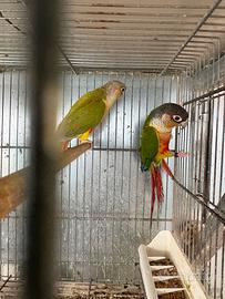 Pyrrhura molinae coppia di pappagalli