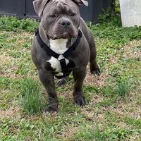 American Bully pocket con pedigree MONTA