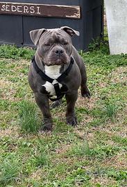American Bully pocket con pedigree MONTA
