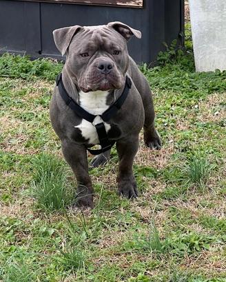 American Bully pocket con pedigree MONTA