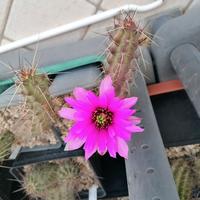 cactus Echinocereus berlandieri PG411