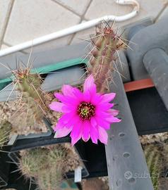 cactus Echinocereus berlandieri PG411