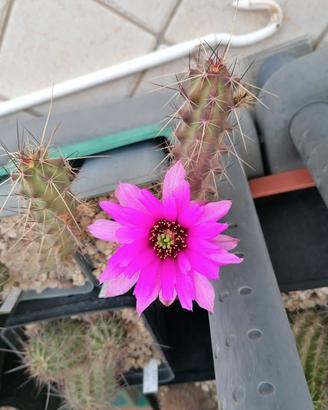 cactus Echinocereus berlandieri PG411