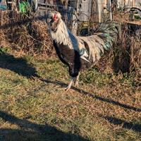 Araucana inglese Selvatico argento