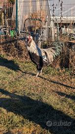 Araucana inglese Selvatico argento