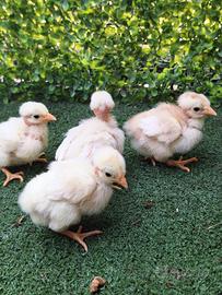 Pulcini gallina