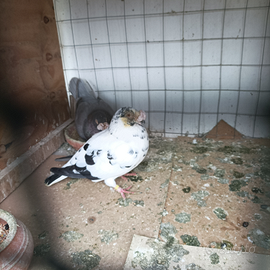 Viaggiatori da esposizione