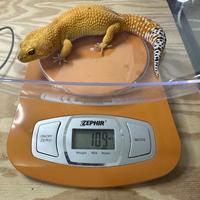 Geco Leopardino maschio