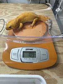 Geco Leopardino maschio