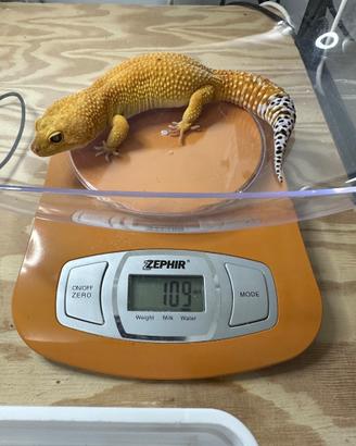 Geco Leopardino maschio