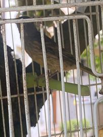 Arlecchino portoghese