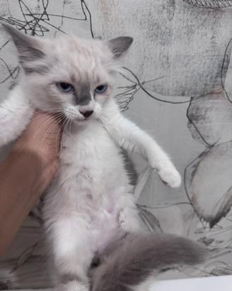 Ragdoll