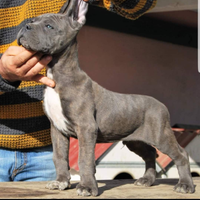 Cuccioli Cane Corso