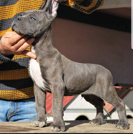 Cuccioli Cane Corso