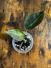Alocasia regal shield