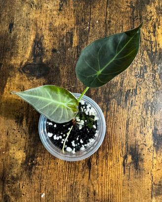 Alocasia regal shield