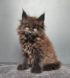 Cucciole Maine Coon pedigree ANFI