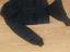 Immagine 6