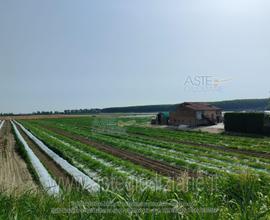Terreno Agricolo Sermide e Felonica [A4330937]